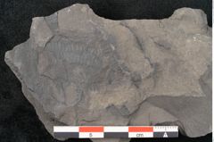 Foto (Detailansicht) von Cyatheites schlotheimii St. (NHMW-GEO-2024-0188-10826)